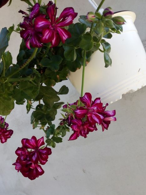 Pelargonium - Flowers