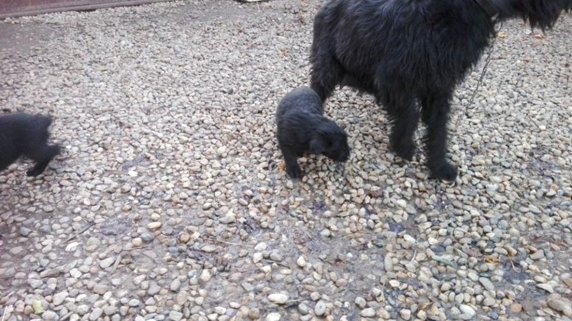  - Schnauzer Urias NEGRU DE VINZARE