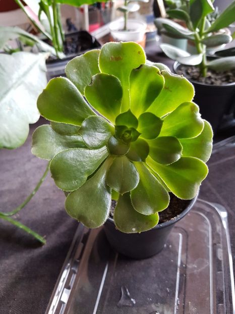 Aeonium arboreum-de curand inradacinat - Cactusi si plante suculente 2017-2018-2019