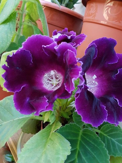 thumbnail (7) - GLOXINIA 2017