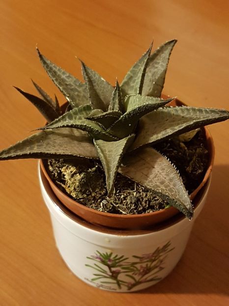 Haworthia venosa v. tessellata - Cactusi si plante suculente 2017-2018-2019