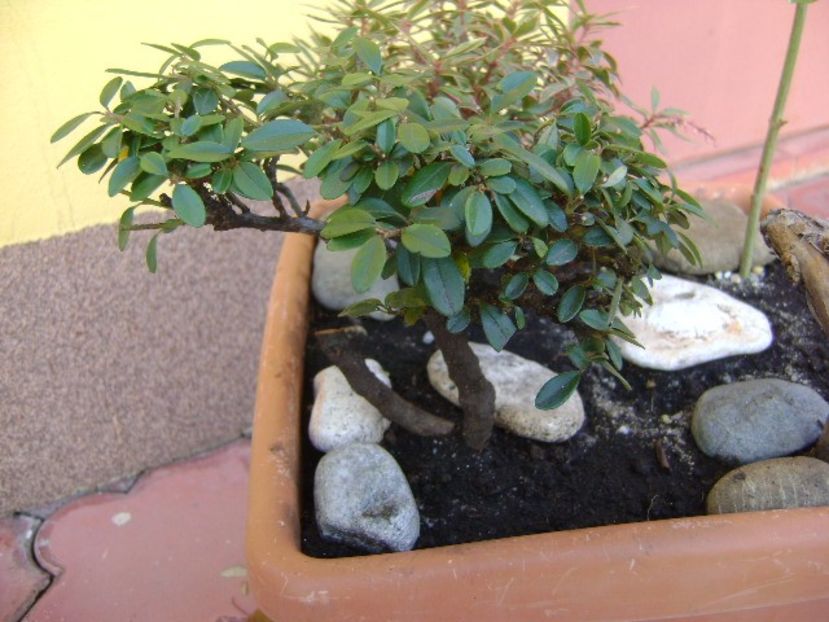 Cotoneaster dammeri - Bonsai si prebonsai 2016-2017