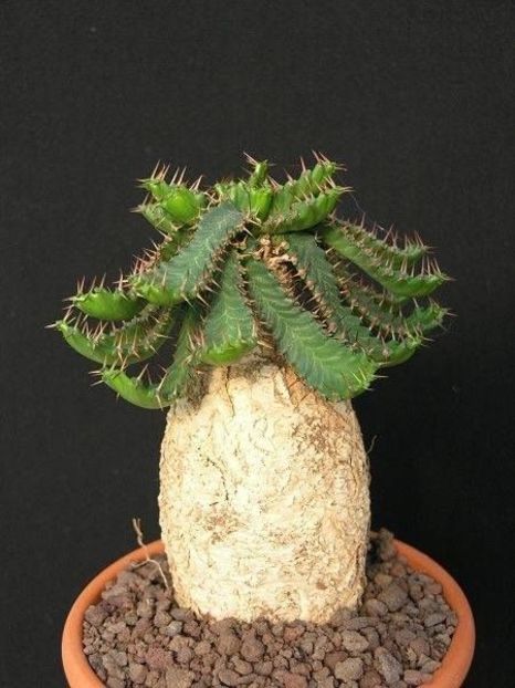 Euphorbia stellata - 011 Dorinte