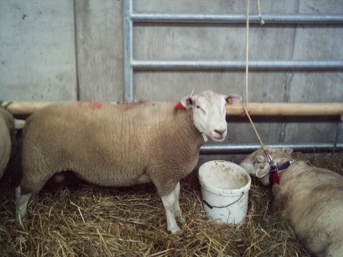 bebec texel; locul doi in productia de carne -150 kg
