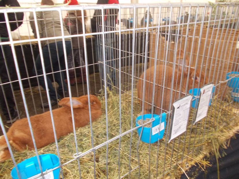 expozitie porumbei 070 - Expozitie de porumbei si animale mici 2017