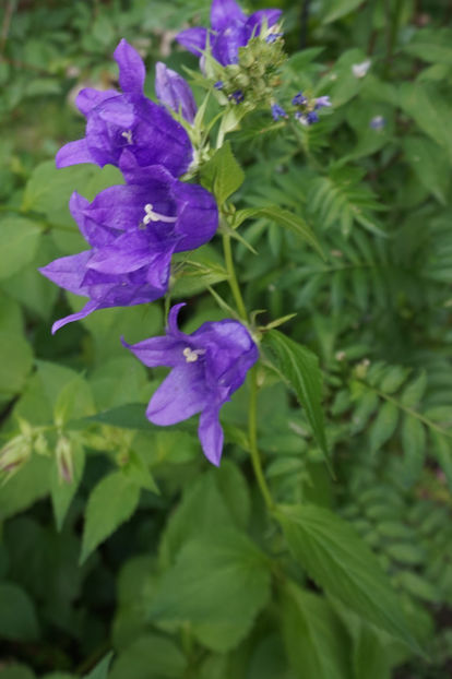  - Campanula