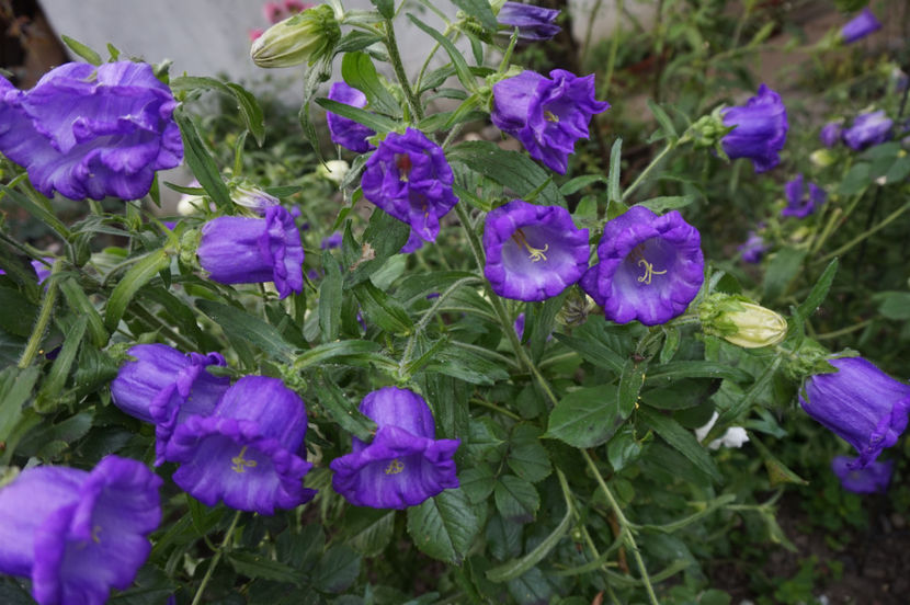  - Campanula