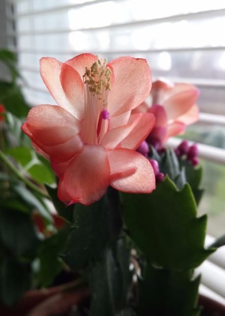 20171206_103555-1 - Schlumbergera si Rhipsalidolis