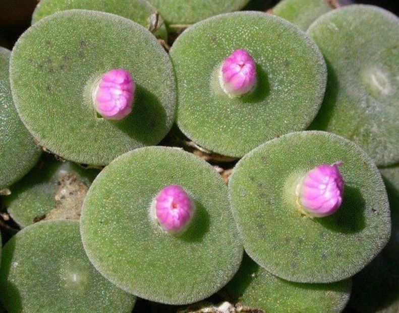 Conophytum taylorianum - Whish list pentru viata urmatoare1