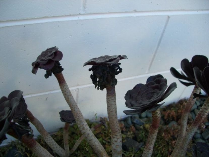 Aeonium schwarzkopf - achizitionat - Whish list pentru viata urmatoare1