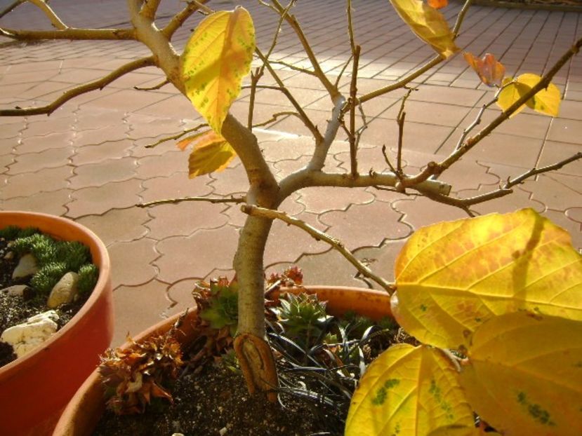 Parrotia persica - Bonsai si prebonsai 2016-2017