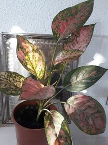 Aglaonema Anyamanee - 003-1 Aglaonema- planta intunericului