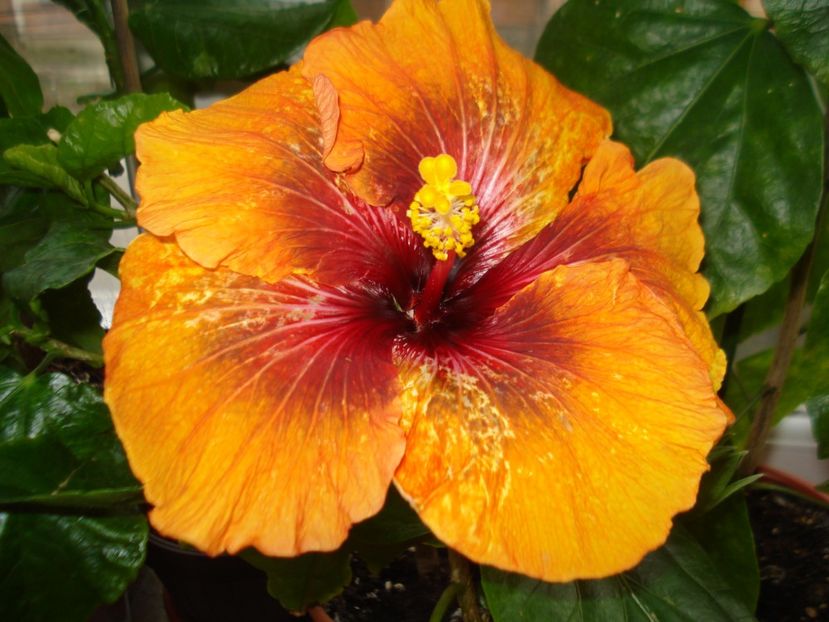  - Hibiscus Tahitian Dark Congo