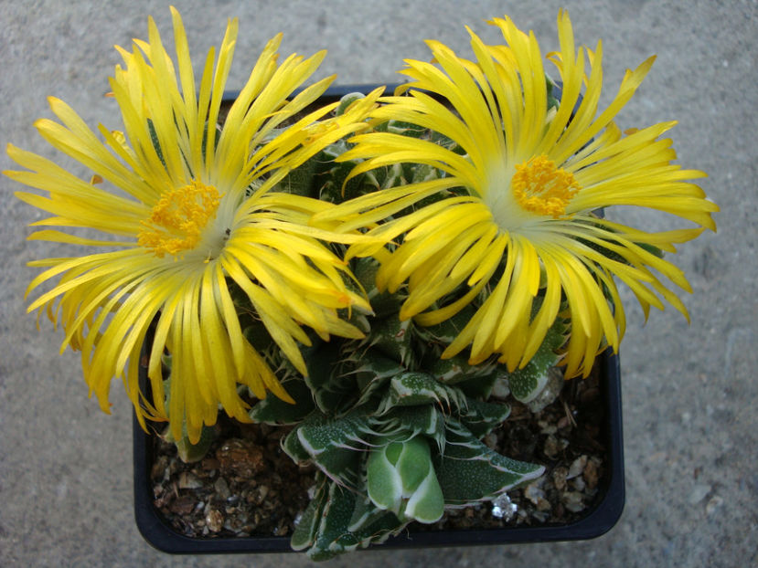 Faucaria lupina (Haw) Schwantes.1926. - Genul Faucaria