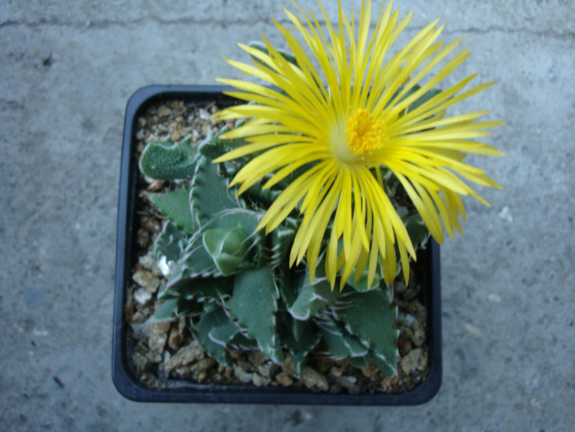 Faucaria tigrina (Haw.) Schwantes.1926. - Genul Faucaria