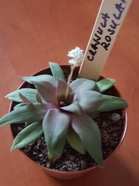 Crassula rosularis - Cactusi si plante suculente 2017-2018-2019