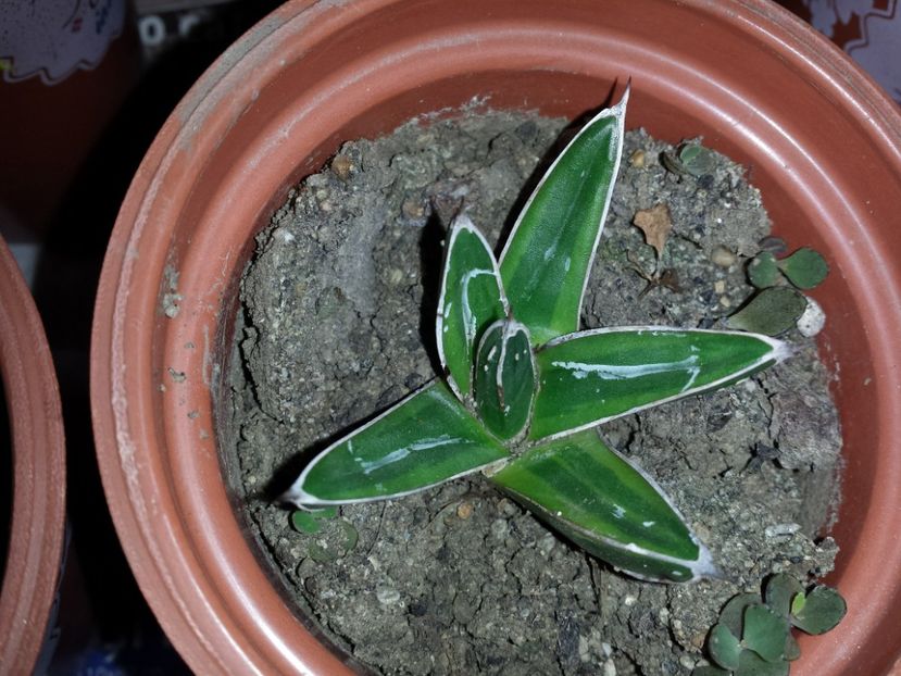  - Agave - 2018 - 2020