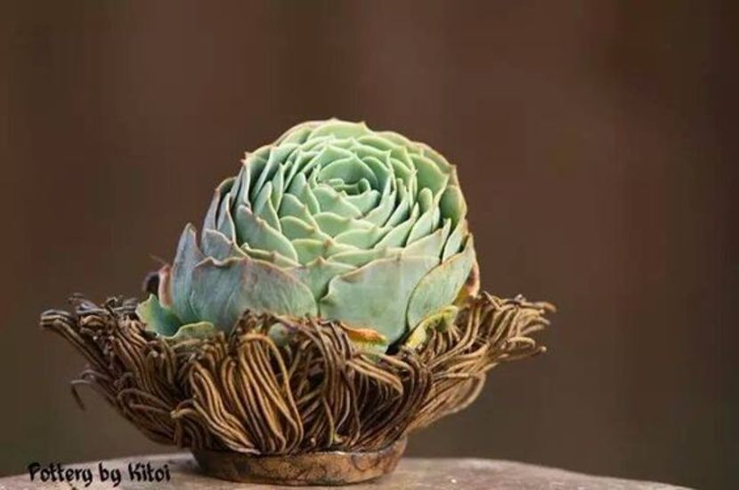 Kitoi: Echeveria - Vase - aranjamente - accesorii