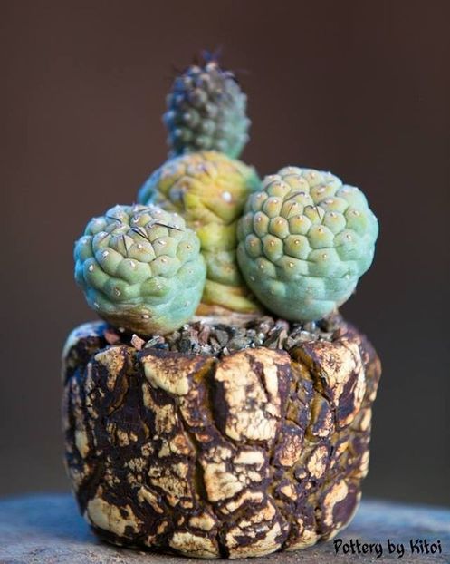 Kitoi: Tephrocactus geometricus - Vase - aranjamente - accesorii