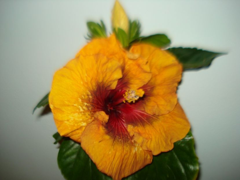 09.01.2018 - Hibiscus Tahitian Dark Congo