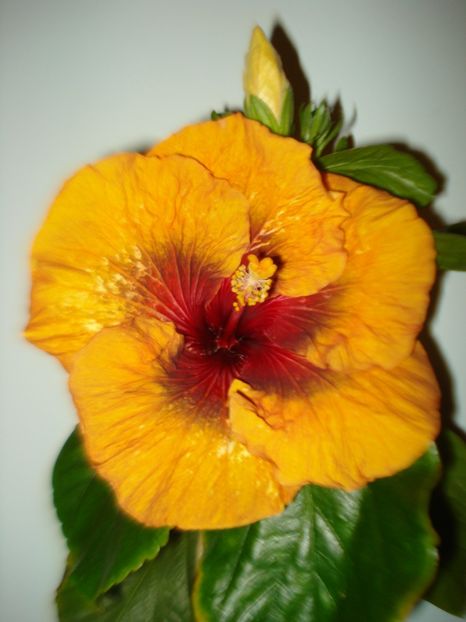  - Hibiscus Tahitian Dark Congo