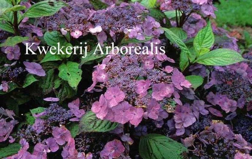 Hydrangea-macrophylla-Klaveren - Hortensii oferta 2018