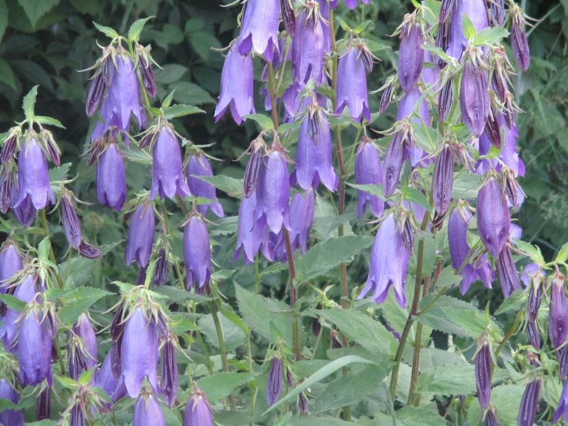 Campanula Sarastro - Romantic garden