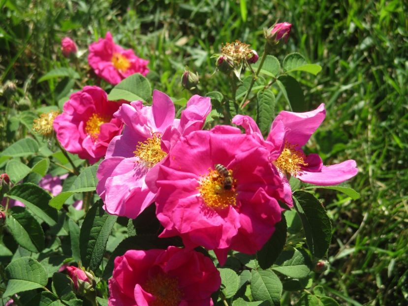 Rosa gallica officinalis - Romantic garden
