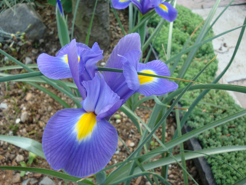 Iris x hollandica - Genul Iris