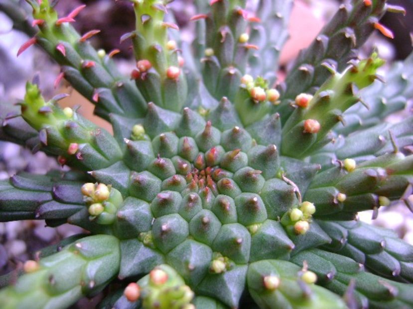 Euphorbia flanaganii - Caudiciforme si bulbi 2017