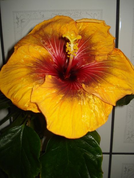  - Hibiscus Tahitian Dark Congo