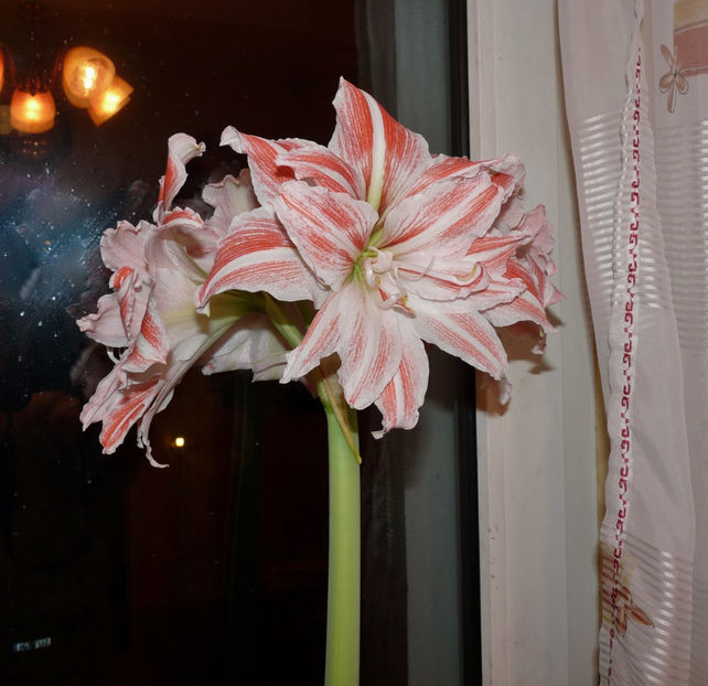  - Amaryllis