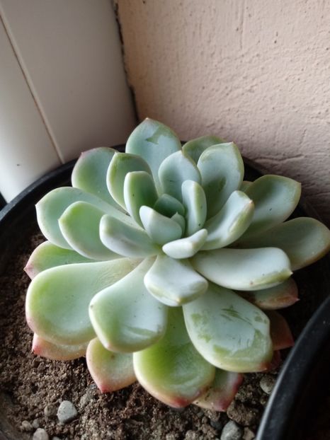 Echeveria Elegans - Mexican Snowball - Echeveria si alte suculente asemanatoare