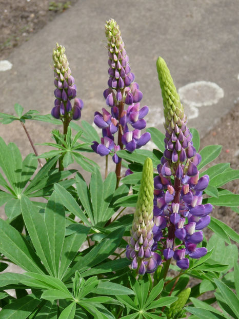  - Lupinus