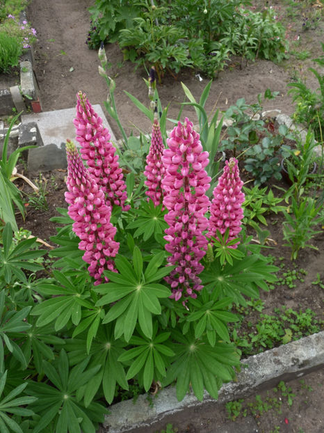  - Lupinus