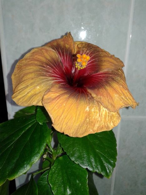  - Hibiscus Tahitian Dark Congo