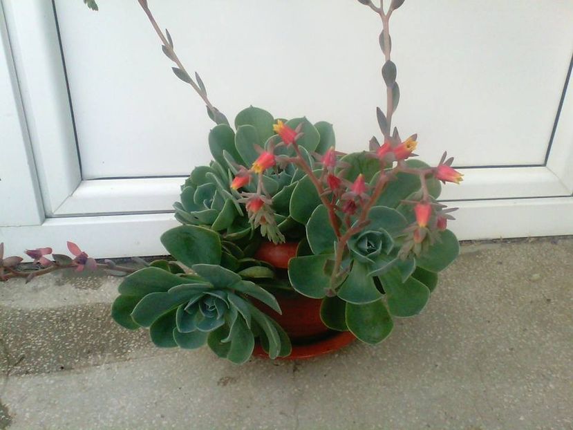 Echeveria glauca - Echeveria si alte suculente asemanatoare