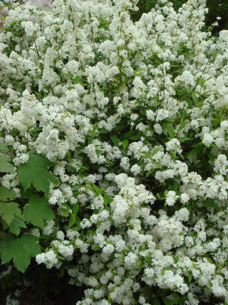 Deutzia  lemoinei - DORINTE  - PLANTE SI ARBUSTI 2017