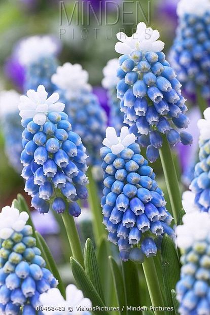 Muscari Aucheri Mount Hood - BULBI DE FLORI-achizitii