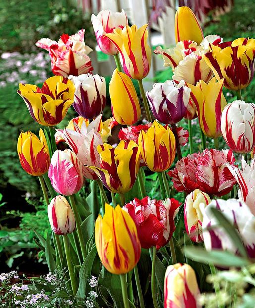 Tulipa  Rembrandt mix - BULBI DE FLORI-achizitii