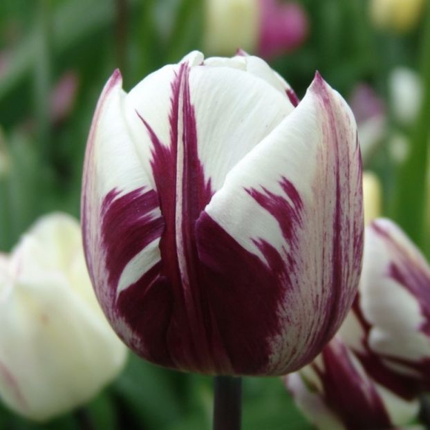 tulipa-tulip-rems-favourite- - BULBI DE FLORI-achizitii