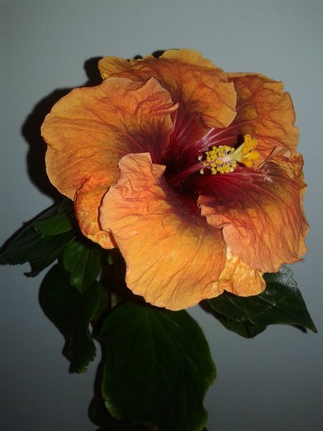  - Hibiscus Tahitian Dark Congo