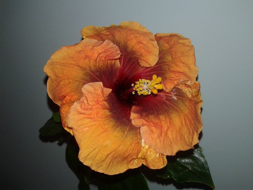  - Hibiscus Tahitian Dark Congo