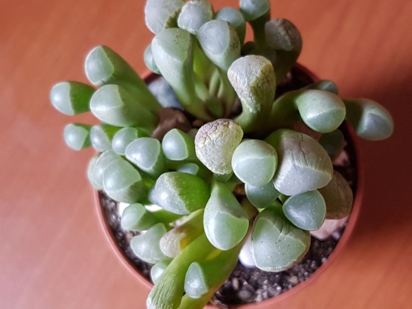 Fenestraria aurantiaca - Cactusi si plante suculente 2017-2018-2019