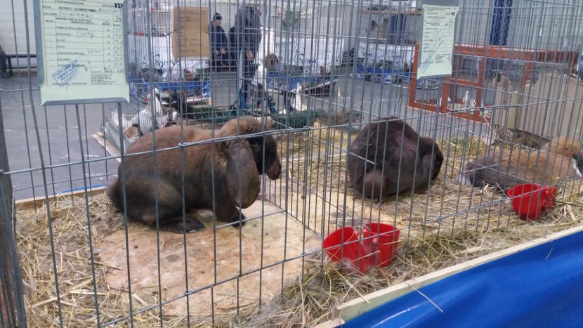  - EXPOZITIA DE PASARI SI ANIMALE OTOPENI 2018