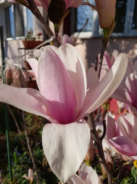  - MAGNOLIA SOULANGEANA