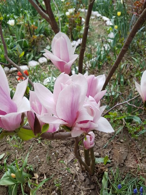  - MAGNOLIA SOULANGEANA