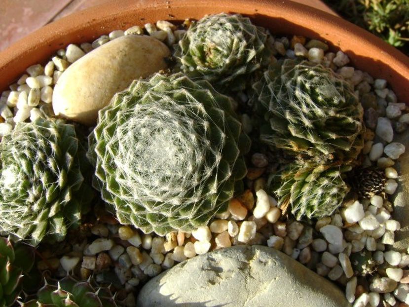 Orostachys spinosa & Sempervivum arachnoideum - v Iarna 2016-2017-2018