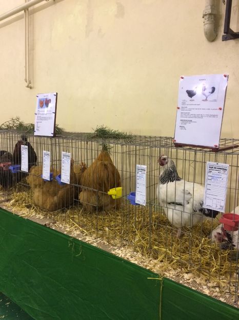 06DCBBFB-B7C4-4632-8D16-1177F207C51B - 2018 Expoziția anuală de păsări și animale de rasa TURDA