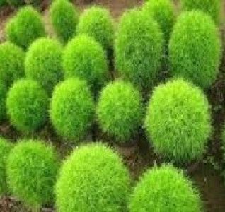 Kochia scoparia iarba ornamentala - ACASA-Seminte 2018